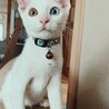 アクア