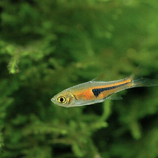 ①ラスボラエスペイ4匹ヤマトヌマエビ5匹