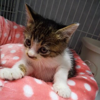 段ボール遺棄、ふわもこきじしろ子猫