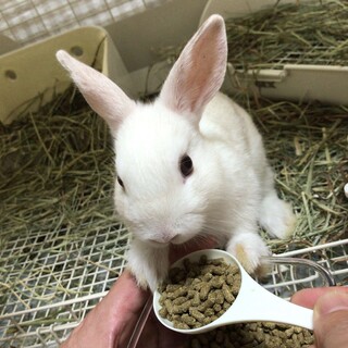 保護うさぎこまちくん(かくれんぼーず2世)