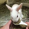 保護うさぎこまちくん(かくれんぼーず2世) サムネイル2