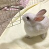 保護うさぎこまちくん(かくれんぼーず2世) サムネイル3