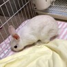 保護うさぎこまちくん(かくれんぼーず2世) サムネイル4