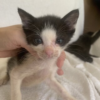 大きなお目目の赤ちゃん黒白はちわれ玄武君離乳中