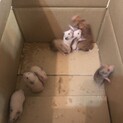 ハムスターの子供8匹里親様大募集！