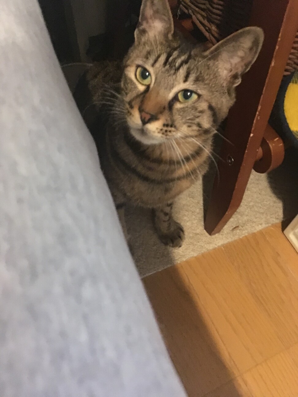 控えめだけど実は面白キジ」東京都 - 猫の里親募集(323776 