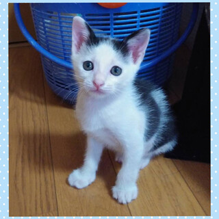 ハンデあり☆弱視のハチくん！動画あります