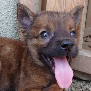 【保健所レスキュー】小柄でキュートな鼻黒君