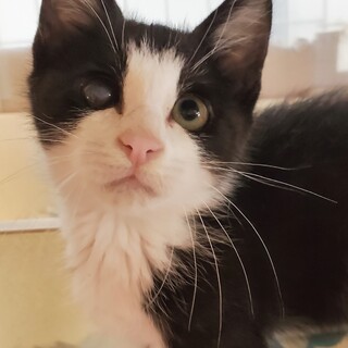 ふわゴロ～なソックスくん『ななた』