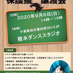 9/6(日)猫カフェ風保護猫譲渡会 サムネイル1