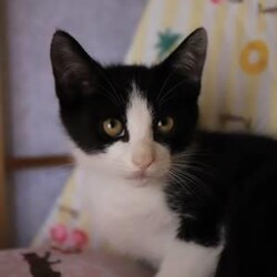 9/6(日)猫カフェ風保護猫譲渡会 サムネイル2