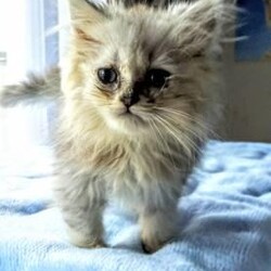 9/6(日)猫カフェ風保護猫譲渡会 サムネイル3