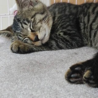 トライアル決定‼抱っこ好き美猫 4ヶ月  男の子