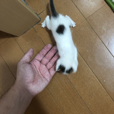 可愛い模様です