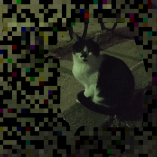 丸顔白黒猫ちゃん