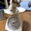 この子を助けてください