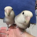 バイオレットの可愛いコザクラインコ