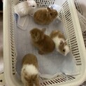 ミニウサギ赤ちゃん
