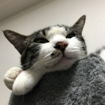最近のニャンちゅう(´∀｀)