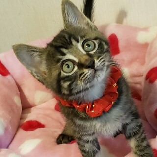 【8/2東銀座】太陽（サン）くん２ヵ月半♪