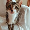 【アップルパイ】おかげ様で里親様が決まりました！