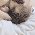 パグ1歳里親募集中