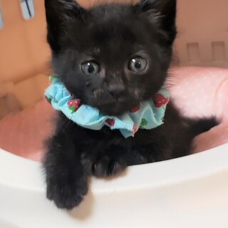 【8/2東銀座】雷くん２ヵ月弱♪