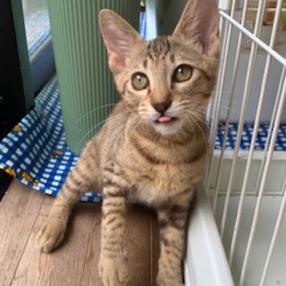 ミャーミャー、　ありがとうございました。