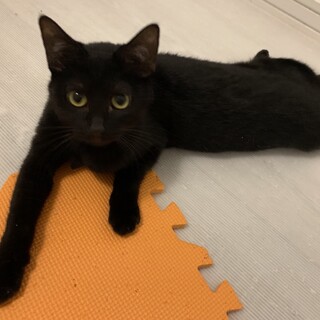 みどりねこの会譲渡会にて里親様決定いたしました！