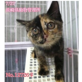 ちびっこサビちゃん♡1人ぼっちでご縁を待っています