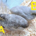 ヒメウズラの雛里親募集
