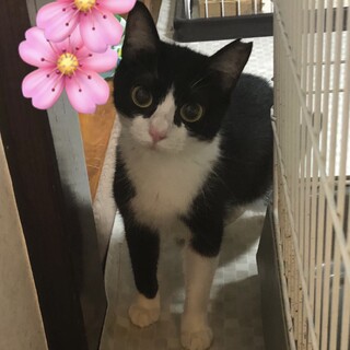 白黒猫の優ちゃんです♪
