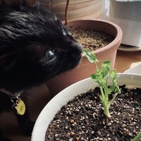 ハル