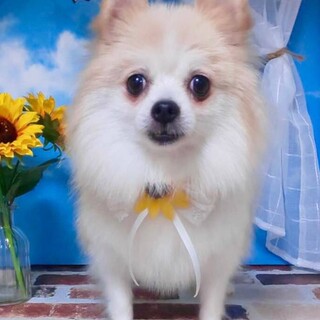 こうや）お尻フリフリかまってちゃん