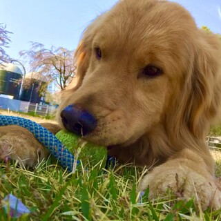 マハロ（ゴールデン）