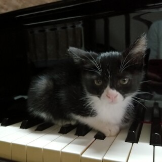 白黒子猫ルンルン