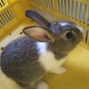 赤ちゃんウサギ サムネイル2