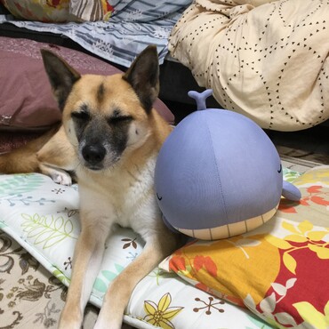 新しいおもちゃ