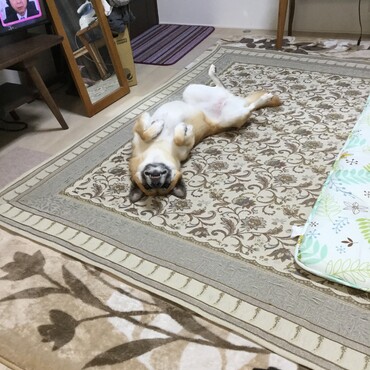 いつものポーズ