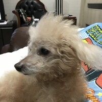 チェリー