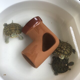 ミシシッピアカミミガメ　子亀　3匹