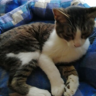 キジ白もっく君