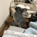 とても賢いネザーランドドワーフです！