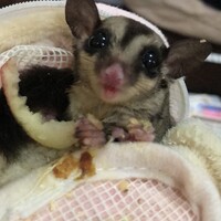 エンジェル