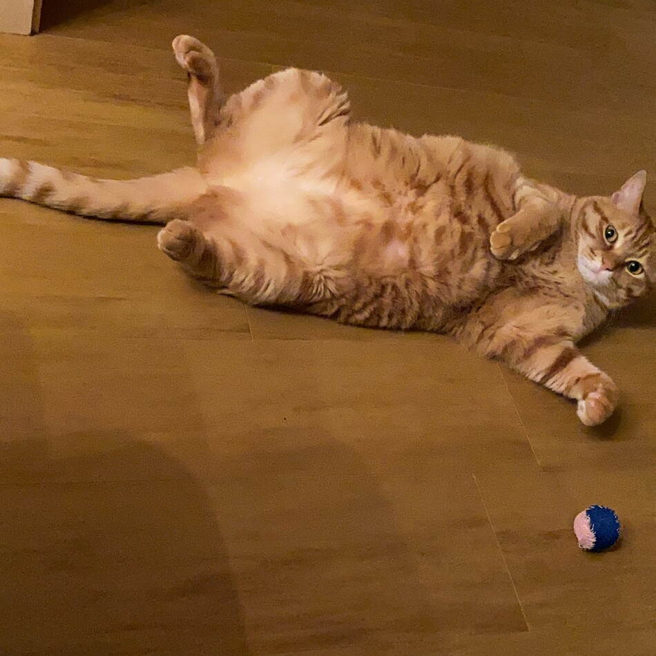 むぎのカバー写真