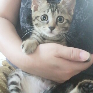 マイペース　キジトラちゃん