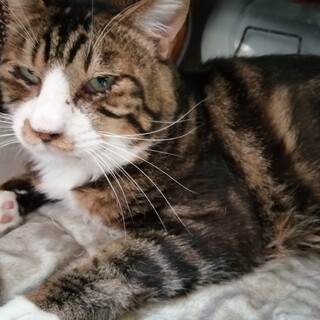 ワトソン君、アメショ柄