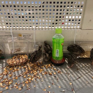 並うずら4匹　里親募集