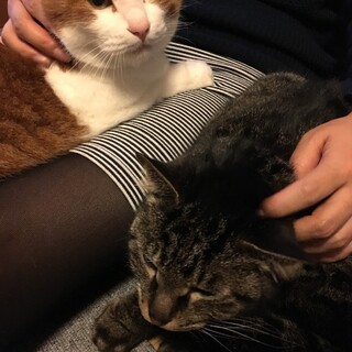 可愛い2匹を一緒にお願いします。