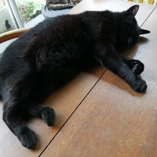 ゆうま君大きめ黒猫